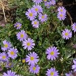 Brachyscome iberidifolia Flower