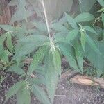 Debregeasia longifolia Лист