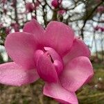 Magnolia campbellii Õis