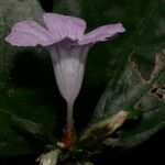 Ruellia terminalis Flower