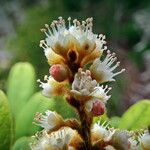 Guioa villosa Flower