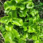 Kalanchoe densiflora Leaf