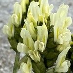 Oxytropis campestris Fula