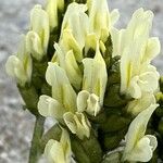 Oxytropis campestris Flower