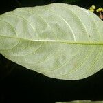 Palicourea deflexa Fleur