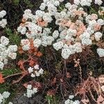 Eriogonum parvifolium Květ