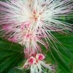 Calliandra selloi Kvet