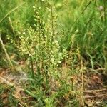 Lepidium virginicum Habit