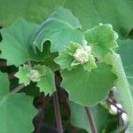 Roldana petasitis Flower