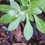 Alyssum montanumLeaf