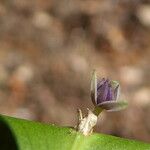 Ruscus aculeatus Blomst