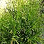 Carex sylvatica आदत