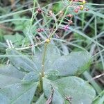 Talinum paniculatum Hàbitat