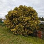 Acacia pycnantha Alkat (teljes növény)