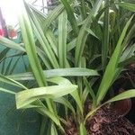 Cymbidium aloifolium Leaf