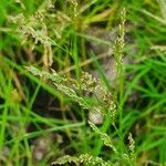 Leersia hexandra Blüte