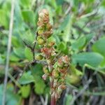 Rumex roseus Blüte