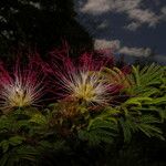 Calliandra rubescens Λουλούδι