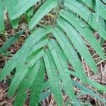 Calliandra houstoniana Hoja