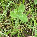 Trifolium repens Leaf