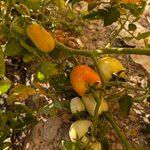 Solanum pimpinellifolium Fruto