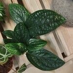 Monstera siltepecana Leaf