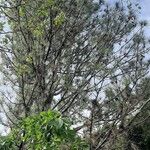 Pinus caribaea Fruto