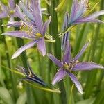 Camassia leichtlinii Flor