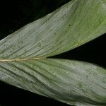 Chamaedorea deckeriana Leaf