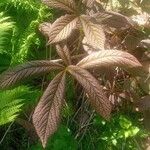 Rodgersia podophylla पत्ता