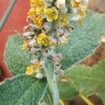 Buddleja stachyoides Yaprak