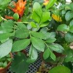 Ruttya fruticosa Leaf