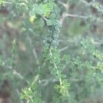 Adenocarpus telonensis Liść