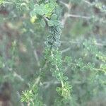 Adenocarpus telonensis 葉