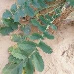 Brassica tournefortii Leaf