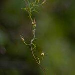 Merremia tridentata Fruto