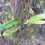 Elaphoglossum macropodium Alkat (teljes növény)