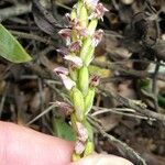 Neotinea maculata Flower