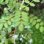 Sophora tetrapteraFeuille