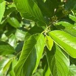 Frangula caroliniana Leaf