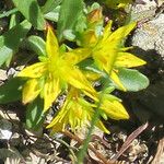 Phedimus hybridus Цветок
