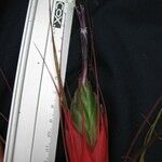 Tillandsia punctulata Otro