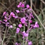 Moricandia moricandioides Flor