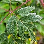 Rubus nemoralis List