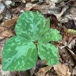 Trillium cuneatum Folha