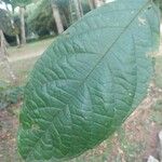 Cordia nodosa Blatt