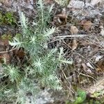 Helichrysum saxatile Ліст