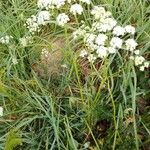 Conopodium majus Foglia