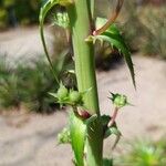 Eryngium paniculatum ഫലം