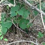 Aristolochia tomentosa Frunză